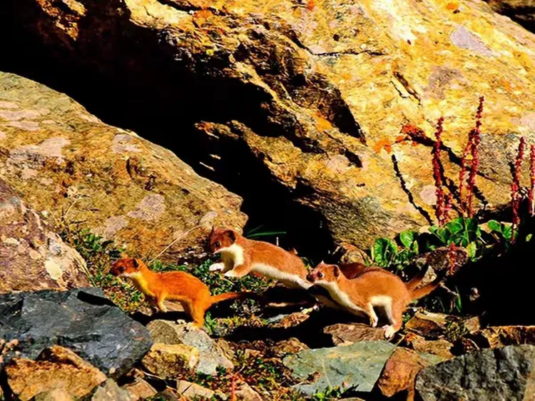 世俱杯2025-呼和浩特山羊群对决山西黄鼬队，实力对比明显